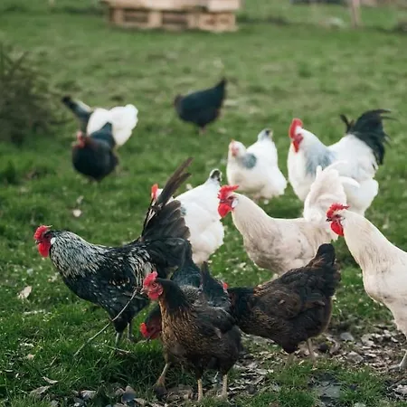 Le Au Vieux Vignoble Avec Espace Sauna Et Jacuzzi Chalet